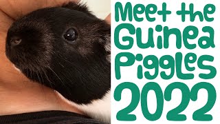 Meet Our 6 Guinea Pigs 2022 Guinea Piggles [upl. by Ddahc]