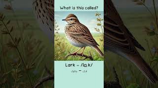 Top 10 Words for Talking About Air Animals 🌥️🦜 english englishvocabulary animals [upl. by Eryn413]