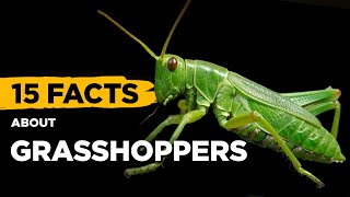 15 Fascinating Facts About Grasshoppers [upl. by Beltran]