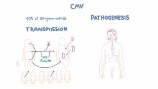 CMV Virology  Epidemiology and Pathophysiology [upl. by Colner]