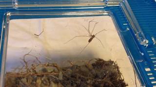 GIANT CELLAR SPIDER VS BLACK WIDOW BUG MMA [upl. by Farr]