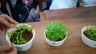 🙏FAST GROWING PLANTS🙏SUBSCRIBEP [upl. by Gladi985]