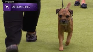 Border Terriers  Breed Judging 2024 [upl. by Llesram]