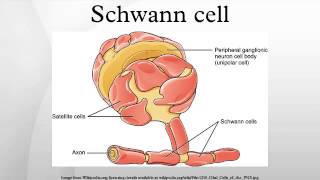 Schwann cell [upl. by Colinson]