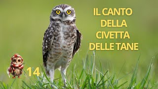 Il canto della Civetta delle tane  Burrowing Owl call [upl. by Barna]