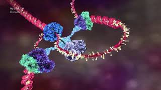 DNA animation 20022014 by Drew Berry and Etsuko Uno wehitv ScienceArt [upl. by Airrat]