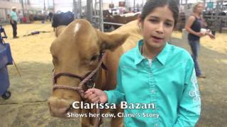 Live stock show at the San Antonio Stock Show and Rodeo [upl. by Haerr693]