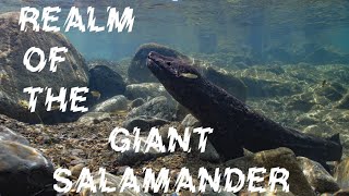 Habitat of the Giant Salamander  Andrias japonicus in nature with Rhinogobius gobies [upl. by Harac]