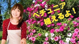 ガーデニング 寄せ植え ペチュニア植えるよ！ 花壇 春夏秋 gardening [upl. by Koenig933]