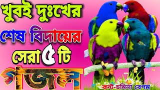 খুবই দুঃখের কবরের শেষ বিদায়ের মায়াবী কন্টে সেরা ৫টি নতুন গজল  Chomina Begum  New Bangla Gojol [upl. by Guinevere]