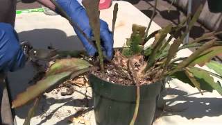 Trimming Epiphyllum plants [upl. by Ful]