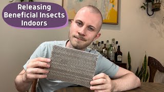 Releasing 400 Insects In My Home — Using Beneficial Insects As Pest Control Green Lacewing Larvae [upl. by Kassaraba]