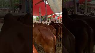 গরু guru cow goru amba hamba cow videos gorur video guru guru goro guru tiktok গরুর goluviral [upl. by Coraline]