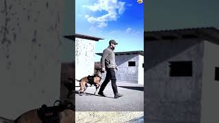 DOG TRAINING malinois dogtraining dog doglover pubg k9 dogbreed [upl. by Norford]