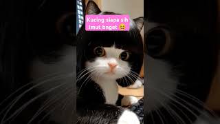 Kucing rambut poni duniakucinglucu funny cat catlover [upl. by Yrrehs]