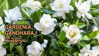 GardeniaGandharajGovardhanam care amp propagation  English Subtitles  Premas Garden [upl. by Muryh]