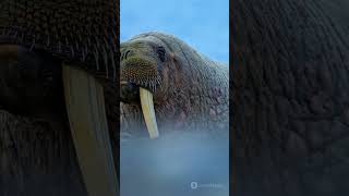 Elephants Hunted for Tusks Adaptations [upl. by Helene]