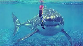 15 Largest Monster Sharks Ever Caught on Camera [upl. by Winikka]