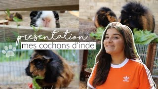 Présentation de mes cochons dinde 2 [upl. by Ericha]