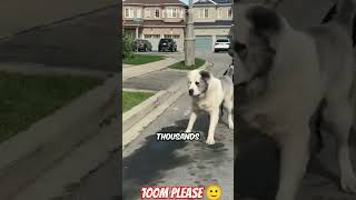 Alabai beast 👿😱 dog breed 🔥😱😨 dog alabaidog doglover animals puppy pets pitbull shortsvide o [upl. by Dewey223]