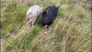 Sister Pigs Piggles and Deloris are Always Together [upl. by Colwin]