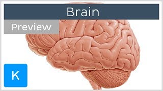 Introduction to the brain preview  Human Anatomy  Kenhub [upl. by Riane]