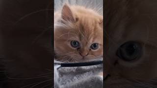 Cute Baby Kitten Spits a Kiss [upl. by Stephenie135]