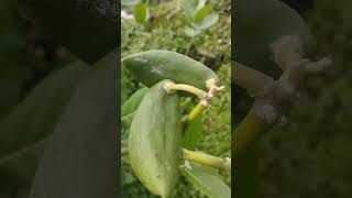 Akanda leavesCrown flower ঔষধি গাছ আকন্দ  Calotropis gigantea plants garden [upl. by Gomez639]