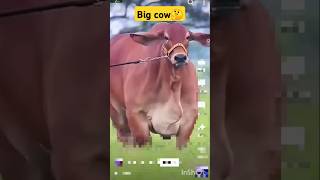 গরু guru cow goru amba hamba cow videos gorur video guru guru goro guru tiktok গরুর ভিডিও goluviral [upl. by Yoj]