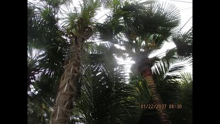 Mature Trachycarpus Nova palms on Vancouver Island [upl. by Curt264]