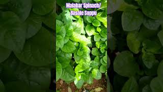 Malabar SpinachBasale Soppu Super Fresh malabar spinach basale leafy plants satisfying [upl. by Swagerty]