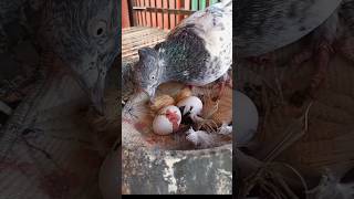 How do pigeons hatch from eggs shorts [upl. by Kirat]