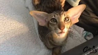 Fun Facts About Oriental Shorthair Cats [upl. by Nryhtak626]