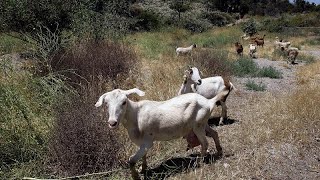 Feta in pericolo la Grecia lotta contro la quotpeste delle caprequot [upl. by Boak739]