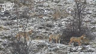 Lupi in Abruzzo come vederli in sicurezza [upl. by Handel]