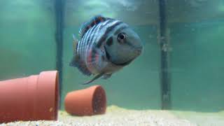 Convict Cichlid Care and Information [upl. by Mayrim252]