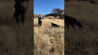 Briscoes Chukar retrieve [upl. by Tnomed169]