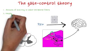 The gatecontrol theory [upl. by Antonietta]