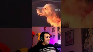 Cãobulância o doguinho que virou sirene 🚑🐶 meme ohjoseneto reaction pets [upl. by Peonir951]