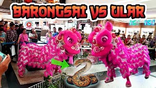 Atraksi BARONGSAI vs ULAR NAGA  Gong Xi Fa Cai [upl. by Yanej9]