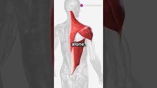 Understanding the Subscapularis Muscle Anatomy amp Function [upl. by Akerdnahs]