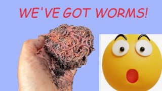 Vermicomposting with WORMS EASIEST WAY to compost at home [upl. by Hinkle599]