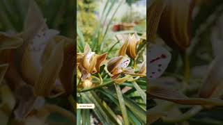 Orchid  Cymbidium erythraeum  Cymbidium orchids  Boat orchids orchids orchidflower flowers [upl. by Groveman333]