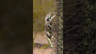 Did you know which flowering plant can survive in the harshest environments Discover the Cactus [upl. by Virgilio]