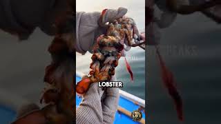 The Uninvited Guests Barnacles on Lobster  What You Need to Know facts lobster fishing fish [upl. by Aleacem]