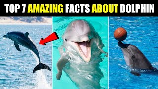 🤯 AMAZING FACTS ABOUT DOLPHIN  Wildlife Adventure In हिन्दी  shorts amazingfacts ytshorts [upl. by Jeffy]