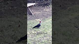 Pileated Woodpecker [upl. by Remliw]