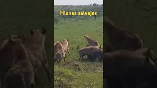 Hienas salvajes  crónicas de supervivencia en la naturaleza 🍄‍🟫 [upl. by Dash850]