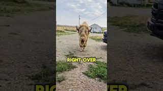 My pet Bison Gets Upset when I Leave for Work🥺🦬bisons ranch farm farmlife animal yellowstone [upl. by Ettolrahs789]