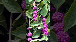 Dazzling American Beautyberry 💜 Relaxing Forest Music shorts plants plant nature beautiful [upl. by Ilohcin688]